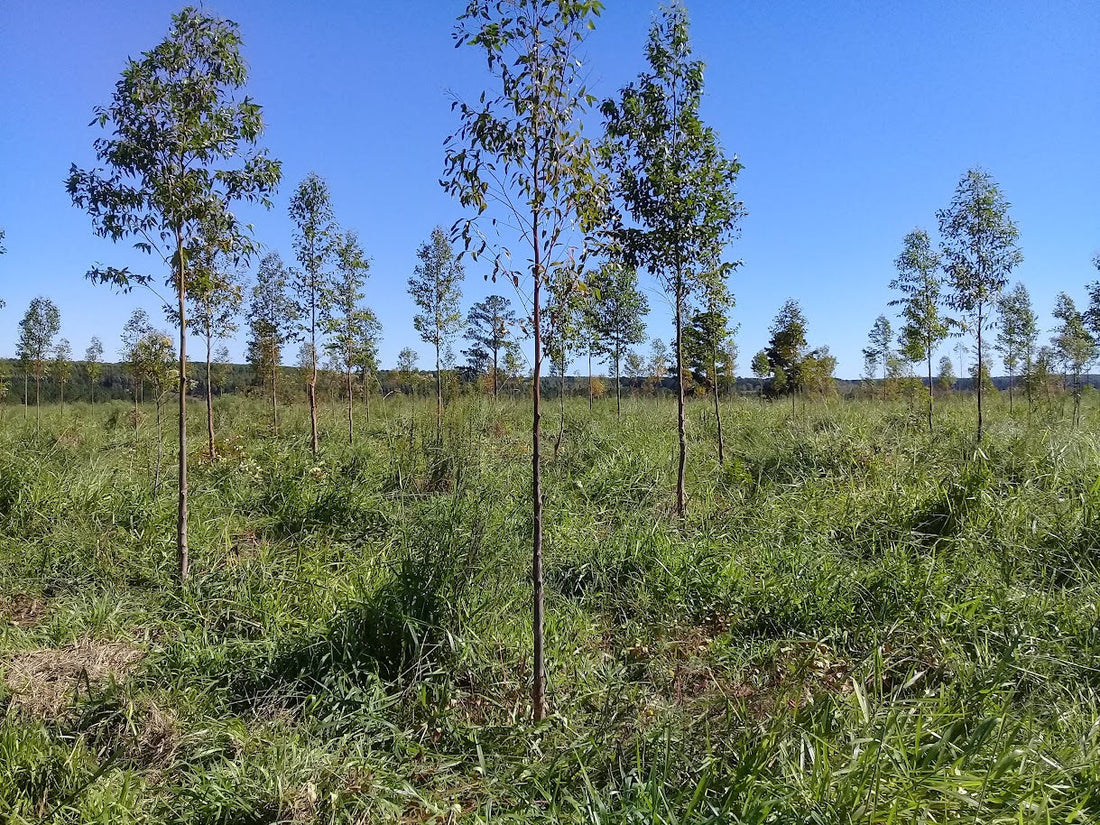 How TRÆUR’s One Watch, One Tree Mission Works