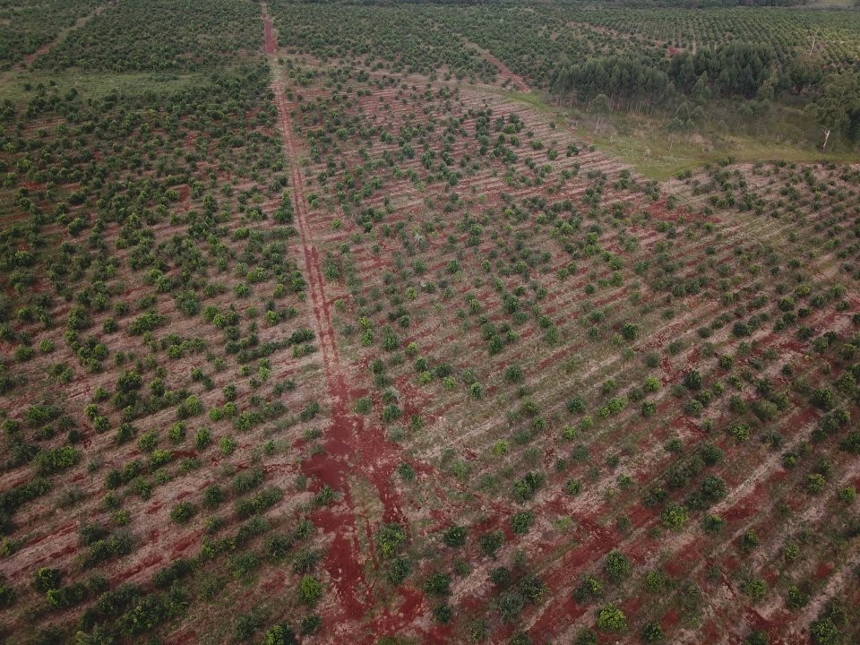Why South America Needs Reforestation: The Environmental Crisis Explained