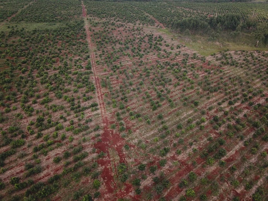 Why South America Needs Reforestation: The Environmental Crisis Explained